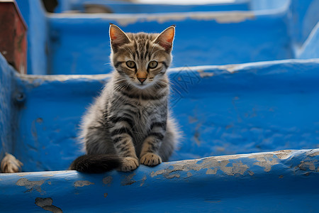 宠物街台阶上的猫背景