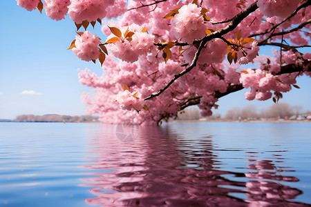 樱花湖畔背景图片