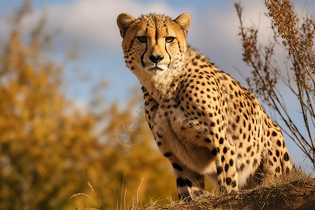凶猛的猎豹危险的动物高清图片