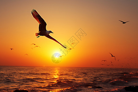 夕阳海鸥背景图片