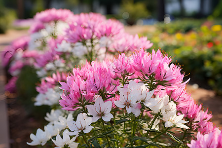 漂亮蜘蛛花园中绽放的蜘蛛花背景