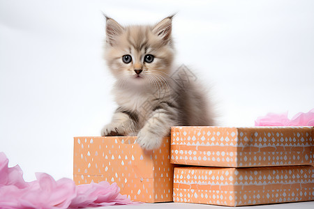 盒子上的可爱小猫咪背景图片
