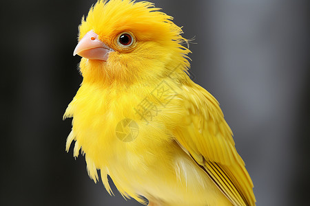 可爱手绘小鸟可爱的金丝雀背景