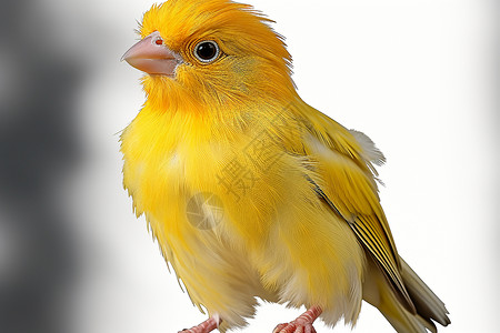 黄色羽毛的小鸟背景图片