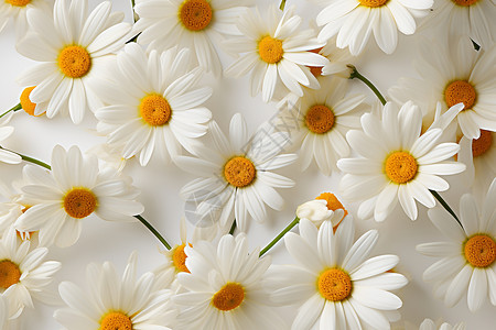 雏菊花卉背景背景图片