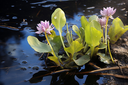 飘浮素材水中飘浮的花朵背景