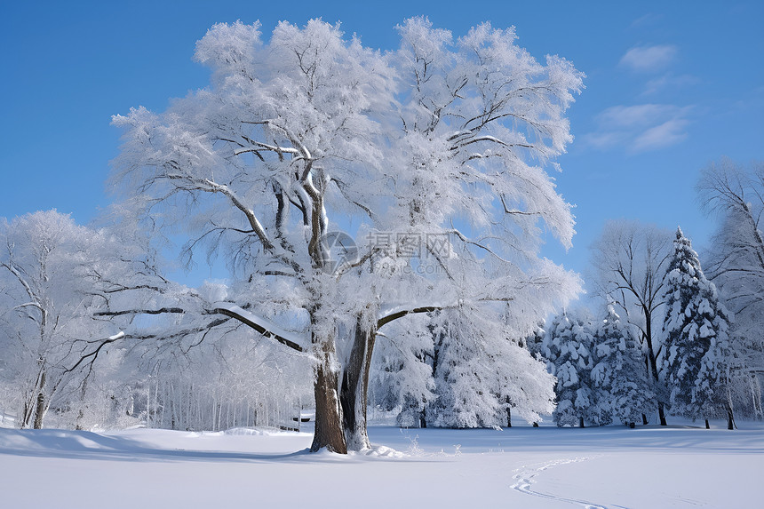 雪地中大树图片