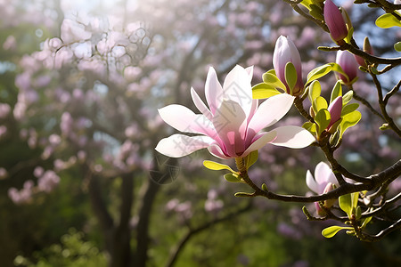 春季花园中绽放的美丽樱花背景图片