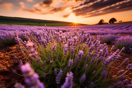 夕阳下的紫色田野背景图片