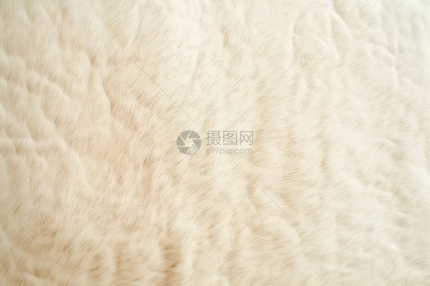 毛茸茸的白色地毯图片