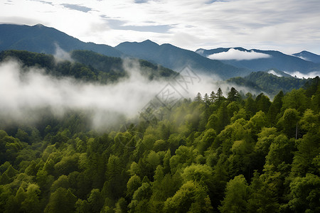 迷雾笼罩的山林背景图片