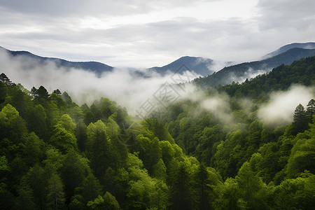 壮丽景色云雾中的壮丽森林背景