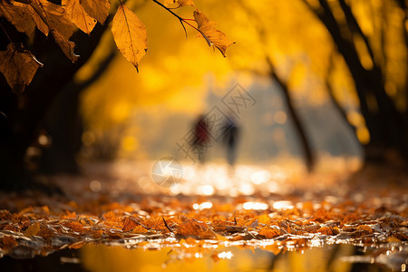 户外的黄色落叶背景图片