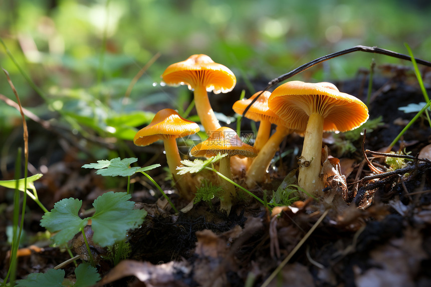 森林中生长的蘑菇图片