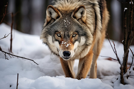 独行森林里的野狼背景图片