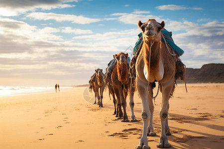 夏季沙漠中的骆驼背景图片
