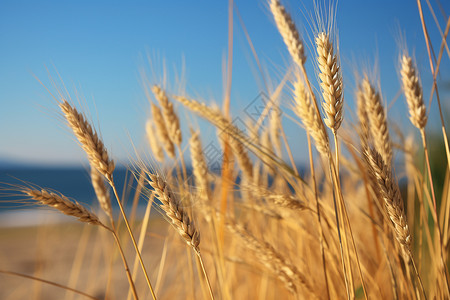 秋季丰收的麦田背景图片