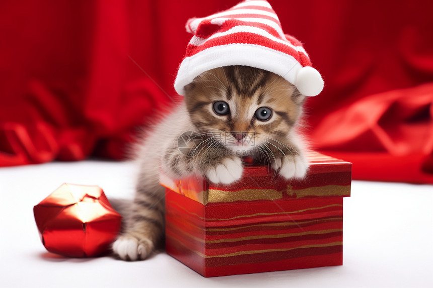 可爱的圣诞帽小猫图片