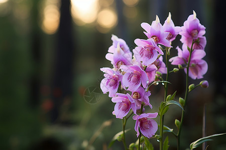 公园美丽绽放的蝴蝶兰花朵背景图片
