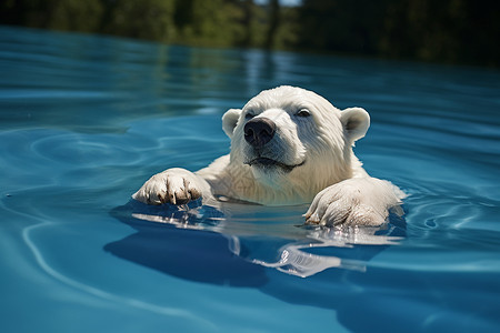 水中萌萌北极熊清凉游泳的北极熊背景