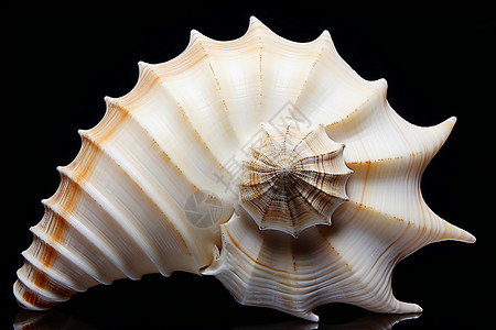 美丽的自然贝壳背景图片
