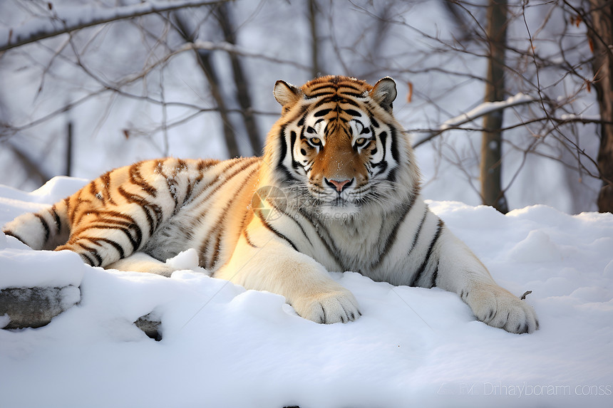 雪中孤独的老虎图片
