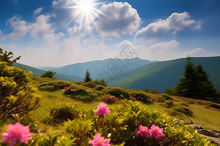 山花绽放的美丽风景背景图片