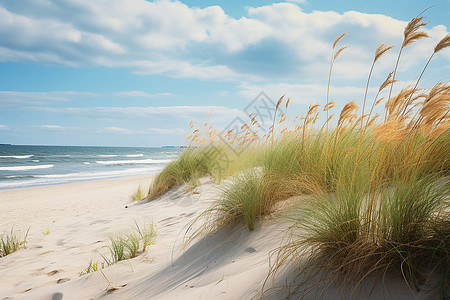 海滩上的水草背景图片
