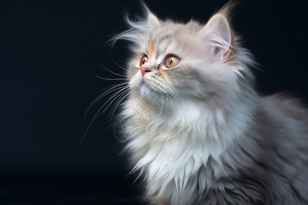 白色毛茸茸的猫咪背景图片