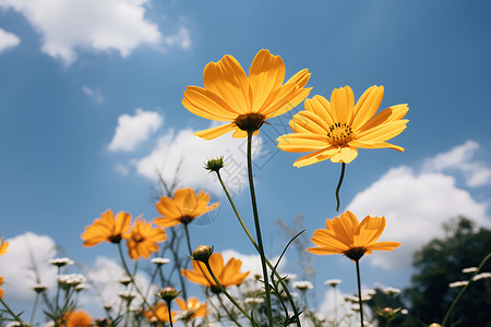 乡村中的花海背景图片