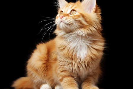 温柔好奇的猫咪背景图片
