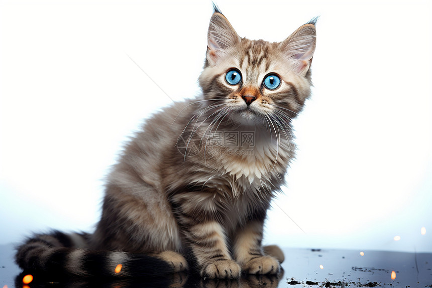 蓝色眼睛的小猫咪图片