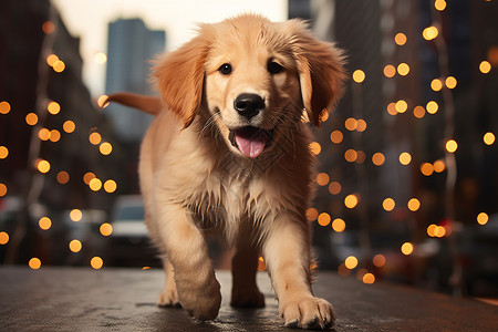 城市漫步的小狗背景图片