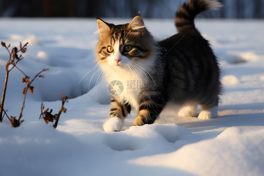 雪地中的小猫图片