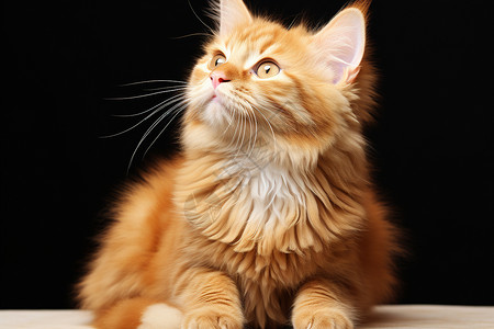 活泼可爱的小猫背景图片