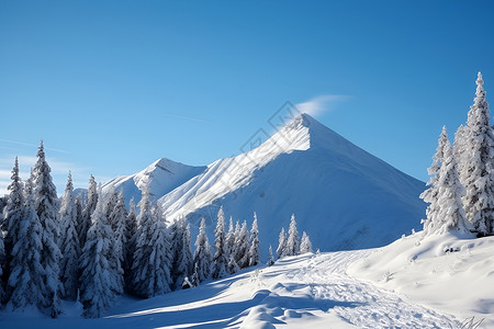 雪山皑皑冰雪皑皑的山峰树木背景