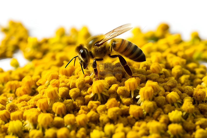 夏日花海中的蜜蜂图片