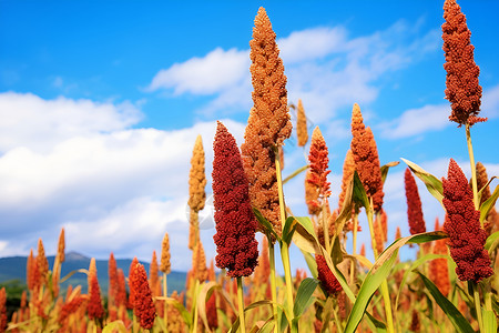 穗花收获季节的庄稼地背景