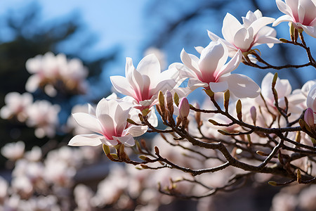 春季湖畔绽放的樱花花朵背景图片