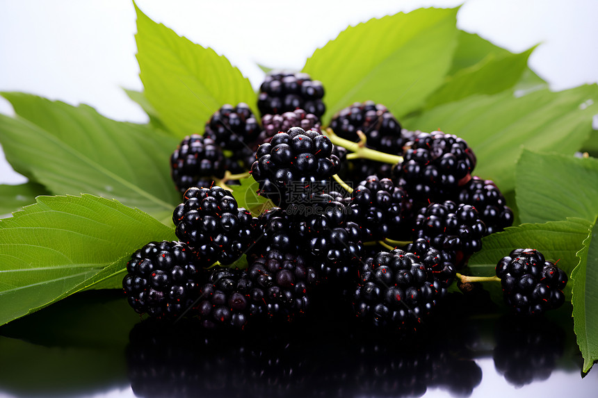 新鲜采摘的黑莓图片