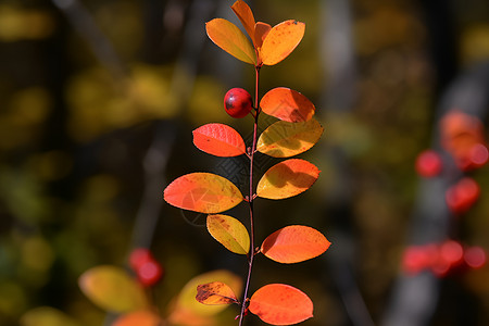 秋季公园的枫叶背景图片