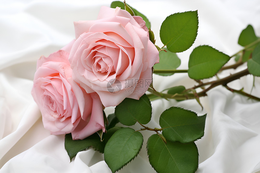 情人节的玫瑰花朵图片