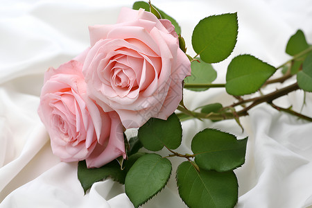 情人节的玫瑰花朵背景图片