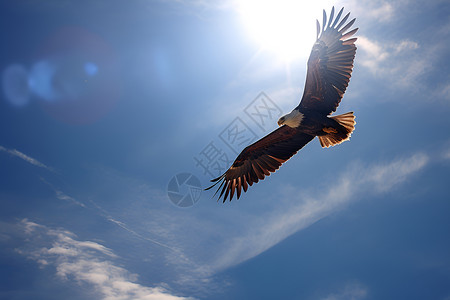 自由翱翔秃鹰背景图片