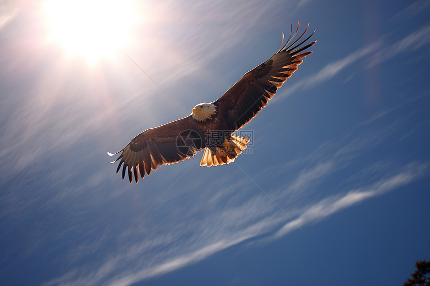 自由翱翔一只鹰图片