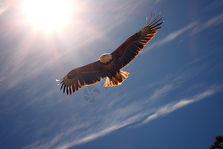 蓝天老鹰自由翱翔一只鹰背景