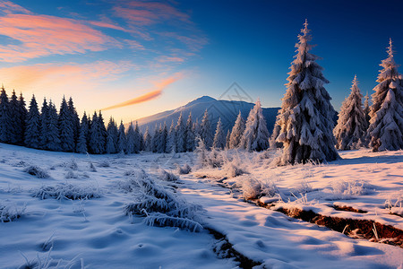 冬日的云杉和雪山背景图片