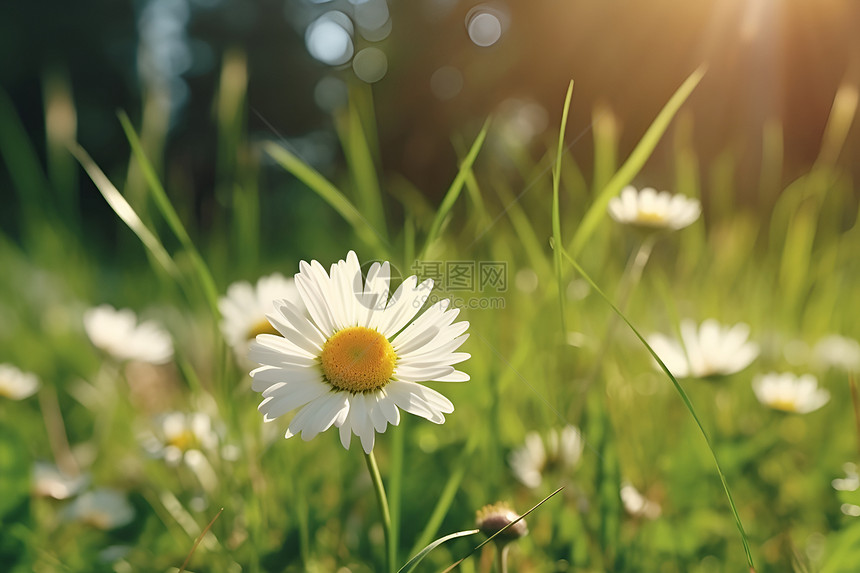 夏日草原上的雏菊图片