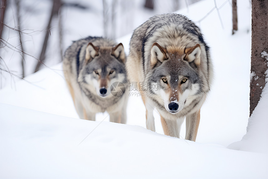 雪地里的两只狼图片