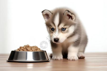 哈士奇写真可爱小狗正在吃食物背景